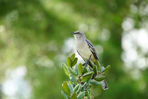 Northern Mockingbird (Mimus polyglottos)  Animal,Bird,Florida,Geotagged,Mimid,Mimidae,Mimus,Mimus polyglottos,Mockingbird,Muscicapoidea,Nature,Northern Mockingbird,Orlando,Passeri,Passeriformes,Perching Bird,Shadow Bay Park,Songbird,United States,United States of America