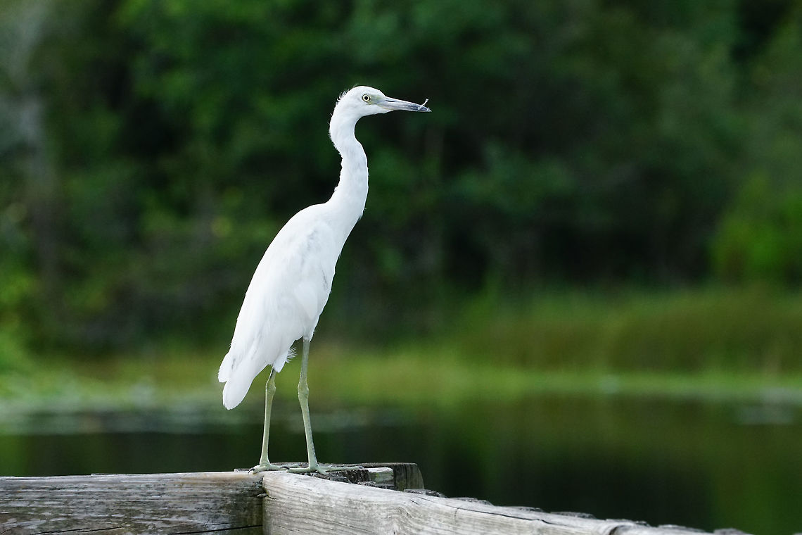 Juvenile Little Blue Heron (Egretta caerulea)  Animal,Ardeidae,Bird,Egretta,Egretta caerulea,Florida,Geotagged,Heron,Juvenile,Little Blue Heron,Little blue heron,Nature,Orlando,Pelecaniformes,Shadow Bay Park,Summer,United States,United States of America,Vertebrate