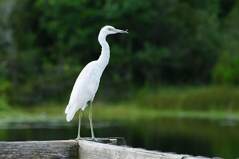 Juvenile Little Blue Heron (Egretta caerulea)  Animal,Ardeidae,Bird,Egretta,Egretta caerulea,Florida,Geotagged,Heron,Juvenile,Little Blue Heron,Little blue heron,Nature,Orlando,Pelecaniformes,Shadow Bay Park,Summer,United States,United States of America,Vertebrate