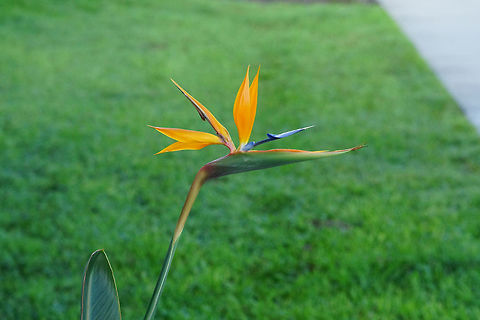 Bird of Paradise Flower (Strelitzia reginae)  Angiospermae,Bird of Paradise,Bird of Paradise flower,Commelinids,Flowering Plant,Monocotyledon,Nature,Plant,Strelitzia,Strelitzia reginae,Strelitziaceae,Zingiberales