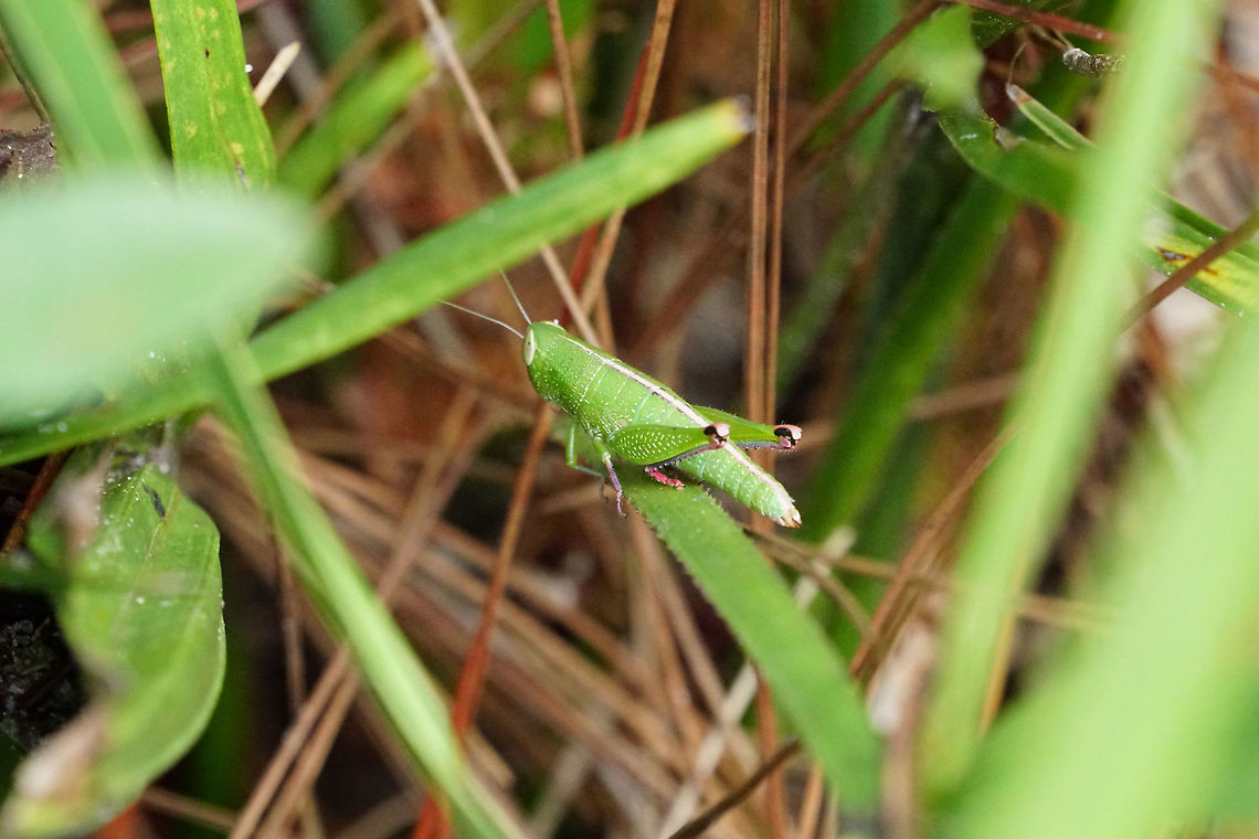 Wingless Florida Grasshopper (Aptenopedes aptera)  Acrididae,Animal,Aptenopedes,Aptenopedes aptera,Arthropod,Caelifera,Geotagged,Grasshopper,Insect,Nature,Orthoptera,Summer,United States,Wingless Florida Grasshopper