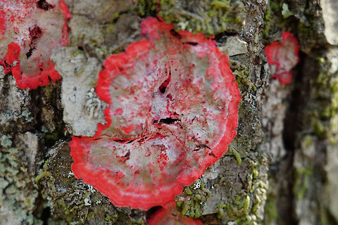 Red Blanket Lichen (Cryptothecia rubrocincta)  Arthoniaceae,Arthoniales,Arthoniomycetes,Ascomycota,Cryptothecia,Cryptothecia rubrocincta,Florida,Fungi,Geotagged,Nature,Orlando,Red Blanket Lichen,Tibet-Butler Nature Preserve,United States,United States of America,Winter