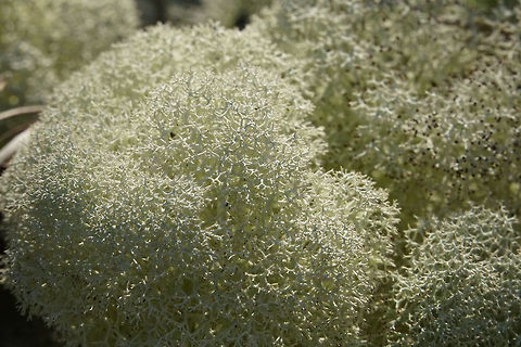 Deer Moss (Cladonia evansii)  Ascomycota,Cladonia,Cladonia evansii,Cladoniaceae,Cup lichen,Florida,Fungi,Geotagged,Lecanorales,Lecanoromycetes,Nature,Orlando,Tibet-Butler Nature Preserve,United States,United States of America,Winter