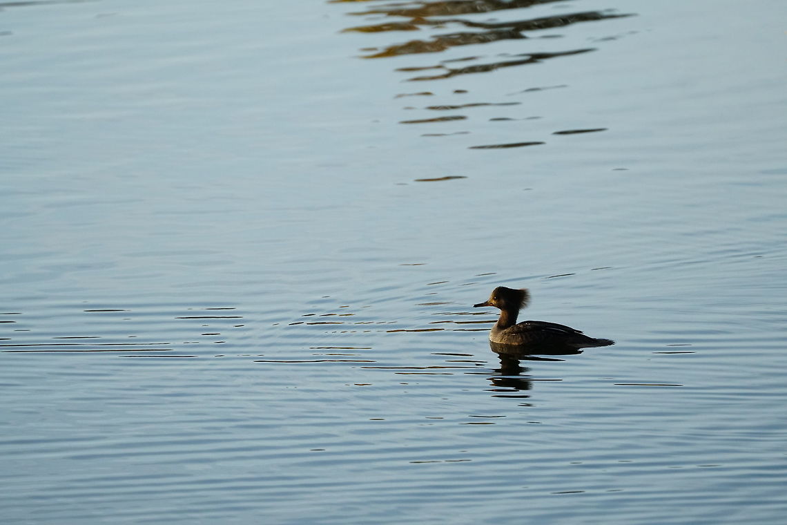 Hooded Merganser (Lophodytes cucullatus)  Anatidae,Animal,Anseriformes,Bird,Duck,Female,Geotagged,Hooded Merganser,Hooded merganser,Lophodytes,Lophodytes cucullatus,Merginae,Nature,Seaduck,United States,Vertebrate