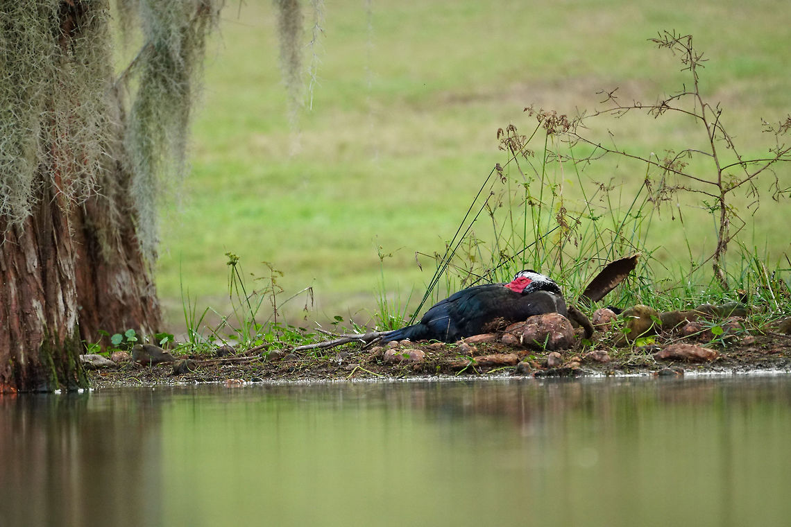 Muscovy Duck (Cairina moschata)  Anatidae,Animal,Anseriformes,Bird,Cairina,Cairina moschata,Duck,Florida,Geotagged,Lake Apopka,Magnolia Park,Muscovy duck,Nature,Orlando,United States,United States of America,Vertebrate,Winter