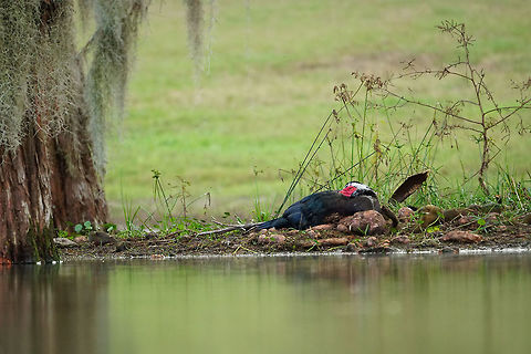 Muscovy Duck (Cairina moschata)  Anatidae,Animal,Anseriformes,Bird,Cairina,Cairina moschata,Duck,Florida,Geotagged,Lake Apopka,Magnolia Park,Muscovy duck,Nature,Orlando,United States,United States of America,Vertebrate,Winter