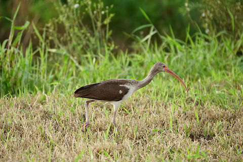Juvenile American White Ibis (Eudocimus albus)  American White Ibis,Animal,Bird,Eudocimus,Eudocimus albus,Florida,Geotagged,Ibis,Juvenile,Lake Apopka,Lake Apopka Wildlife Drive,Nature,Orlando,Pelecaniformes,Threskiornithidae,Threskiornithinae,United States,United States of America,Vertebrate,Winter