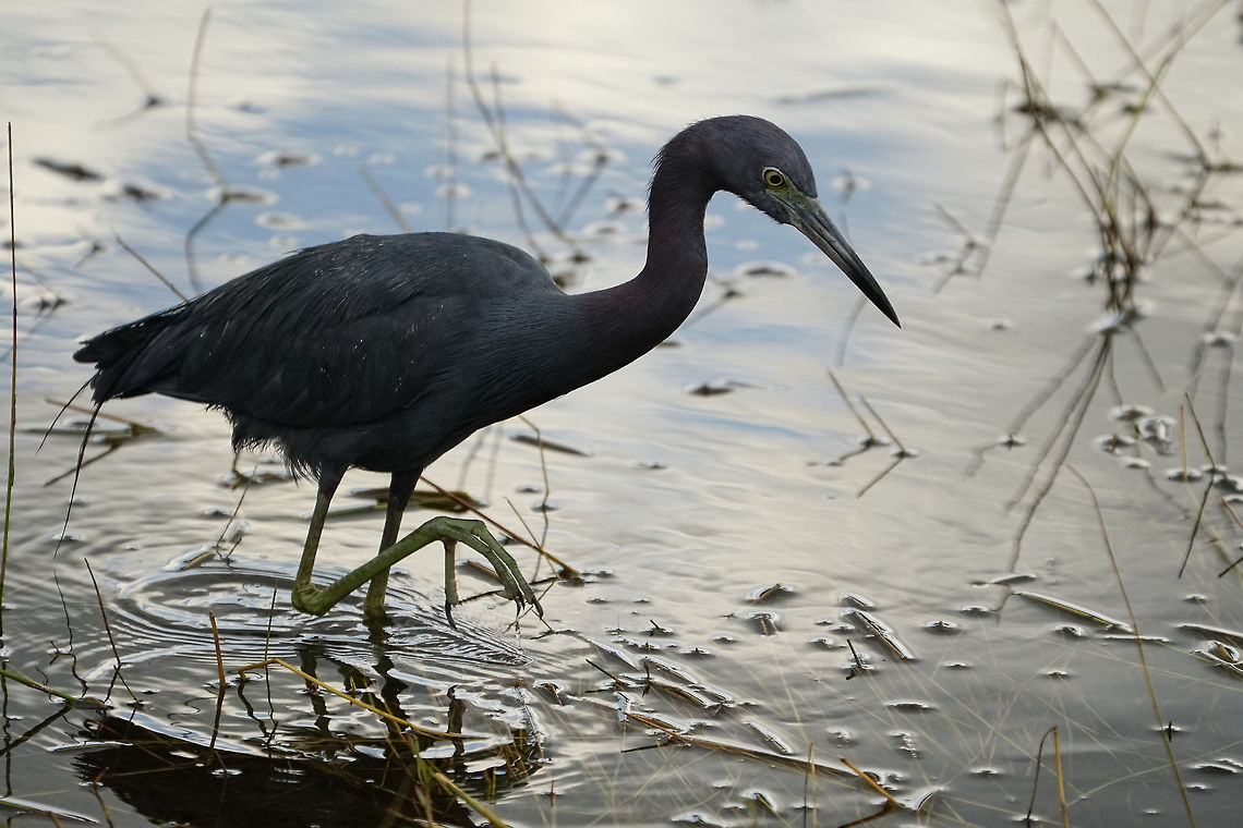 Little Blue Heron (Egretta caerulea)  Animal,Ardeidae,Bird,Egretta,Egretta caerulea,Florida,Geotagged,Heron,Little Blue Heron,Little blue heron,Nature,Orlando,Pelecaniformes,Shadow Bay Park,United States,United States of America,Vertebrate,Winter