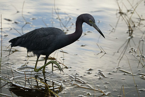 Little Blue Heron (Egretta caerulea)  Animal,Ardeidae,Bird,Egretta,Egretta caerulea,Florida,Geotagged,Heron,Little Blue Heron,Little blue heron,Nature,Orlando,Pelecaniformes,Shadow Bay Park,United States,United States of America,Vertebrate,Winter