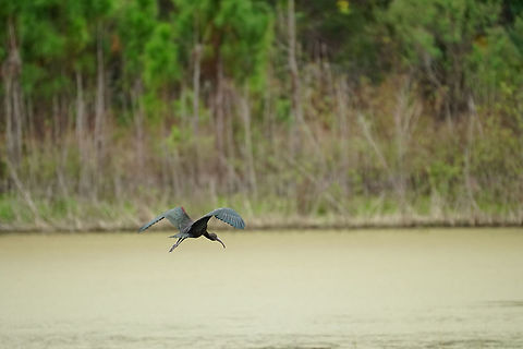Glossy Ibis (Plegadis falcinellus)  Animal,Bird,Florida,Geotagged,Glossy Ibis,Ibis,Nature,Orlando,Pelecaniformes,Plegadis,Plegadis falcinellus,Shadow Bay Park,Threskiornithidae,Threskiornithinae,United States,United States of America,Vertebrate,Winter