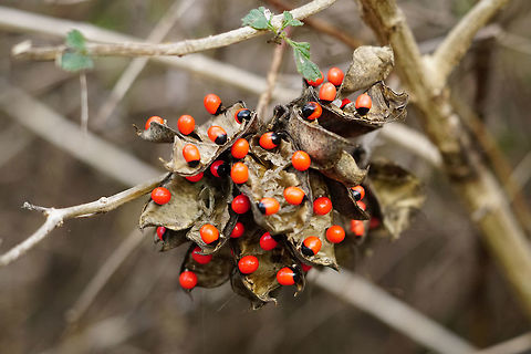 Rosary pea (Abrus precatorius)  Abrus,Abrus precatorius,Angiospermae,Crab's eye,Fabaceae,Fabales,Faboideae,Florida,Flowering Plant,Geotagged,Nature,Orlando,Plant,Rosary pea,Shadow Bay Park,United States,United States of America,Winter