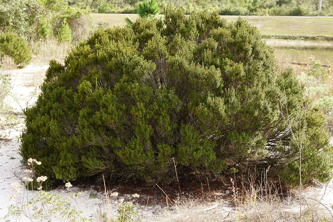 Florida Rosemary (Ceratiola ericoides)  Angiospermae,Ceratiola,Ceratiola ericoides,Ericaceae,Ericales,Florida,Florida Rosemary,Flowering Plant,Geotagged,Nature,Orlando,Plant,Shadow Bay Park,United States,United States of America,Winter