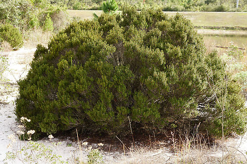 Florida Rosemary (Ceratiola ericoides)  Angiospermae,Ceratiola,Ceratiola ericoides,Ericaceae,Ericales,Florida,Florida Rosemary,Flowering Plant,Geotagged,Nature,Orlando,Plant,Shadow Bay Park,United States,United States of America,Winter