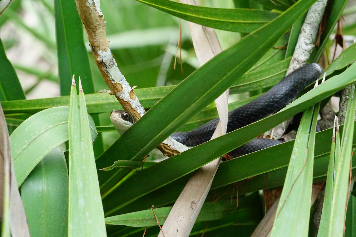 Southern Black Racer (Coluber constrictor priapus) in a tree  Animal,Coluber,Coluber constrictor,Coluber constrictor priapus,Colubridae,Colubrinae,Eastern Racer,Florida,Nature,Orlando,Reptile,Scaled Reptile,Serpentes,Shadow Bay Park,Snake,Southern Black Racer,Southern black racer,Squamata,United States,United States of America