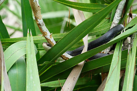 Southern Black Racer (Coluber constrictor priapus) in a tree  Animal,Coluber,Coluber constrictor,Coluber constrictor priapus,Colubridae,Colubrinae,Eastern Racer,Florida,Nature,Orlando,Reptile,Scaled Reptile,Serpentes,Shadow Bay Park,Snake,Southern Black Racer,Southern black racer,Squamata,United States,United States of America