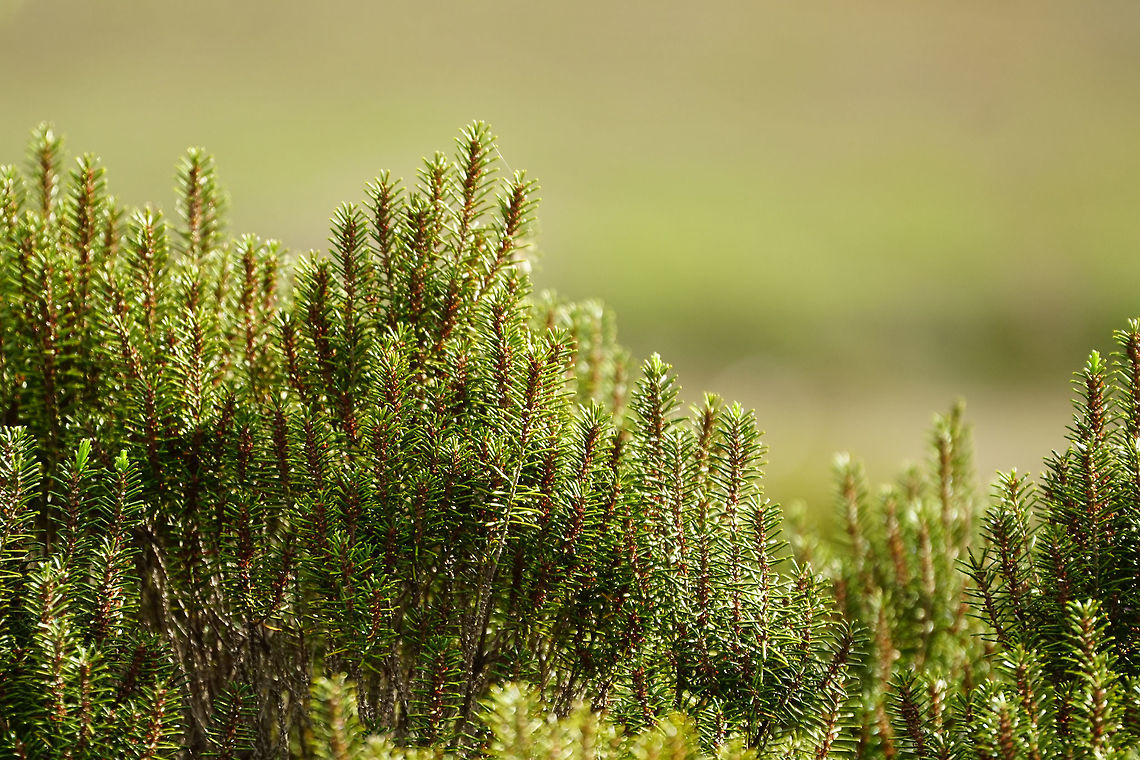 Florida Rosemary (Ceratiola ericoides)  Angiospermae,Ceratiola,Ceratiola ericoides,Ericaceae,Ericales,Florida,Florida Rosemary,Flowering Plant,Geotagged,Nature,Orlando,Plant,Shadow Bay Park,United States,United States of America,Winter