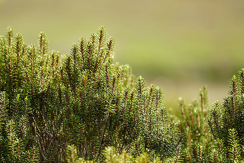 Florida Rosemary (Ceratiola ericoides)  Angiospermae,Ceratiola,Ceratiola ericoides,Ericaceae,Ericales,Florida,Florida Rosemary,Flowering Plant,Geotagged,Nature,Orlando,Plant,Shadow Bay Park,United States,United States of America,Winter
