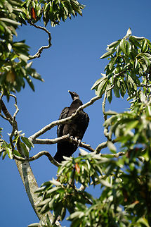 Black Vulture (Coragyps atratus)  Animal,Bird,Black Vulture,Black vulture,Cathartidae,Cathartiformes,Coragyps,Coragyps atratus,Florida,Geotagged,Lake Apopka,Nature,New World Vulture,Oakland Nature Preserve,Orlando,United States,United States of America,Vertebrate,Winter
