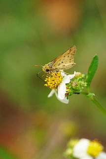Fiery Skipper (Hylephila phyleus)  Animal,Arthropod,Butterfly,Fiery Skipper,Fiery skipper,Florida,Geotagged,Hesperiidae,Hylephila,Hylephila phyleus,Insect,Lake Apopka,Lepidoptera,Nature,Oakland Nature Preserve,Orlando,Skipper,United States,United States of America,Winter