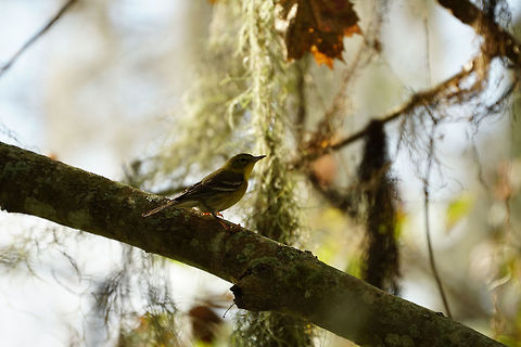Pine Warbler (Setophaga pinus)  Animal,Bird,Florida,Geotagged,Lake Apopka,Nature,New World Warbler,Oakland Nature Preserve,Orlando,Parulidae,Passeri,Passeriformes,Perching Bird,Pine warbler,Setophaga,Setophaga pinus,Songbird,United States,United States of America,Vertebrate