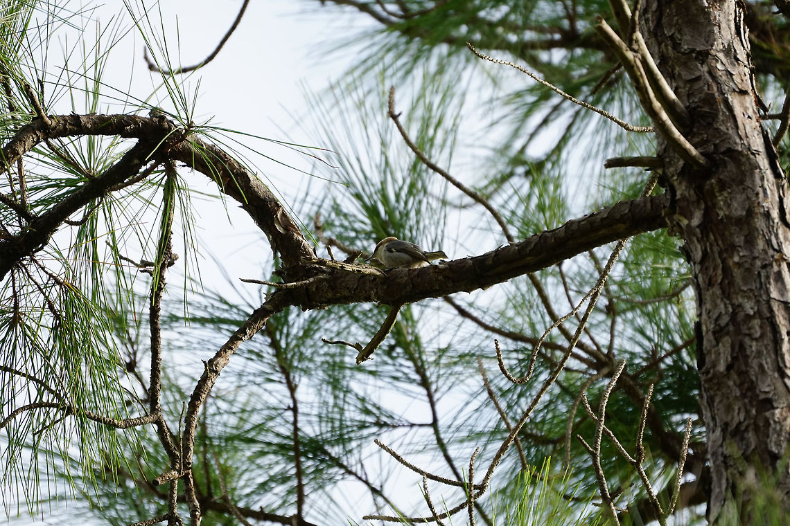 Brown-headed Nuthatch (Sitta pusilla)  Animal,Bird,Brown-headed Nuthatch,Geotagged,Nature,Nuthatch,Passeri,Passeriformes,Perching Bird,Sitta,Sitta pusilla,Sittidae,Songbird,United States,Vertebrate,Winter