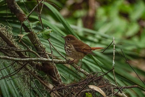 Hermit Thrush (Catharus guttatus)  Animal,Bird,Catharus,Catharus guttatus,Geotagged,Hermit Thrush,Nature,Passeri,Passeriformes,Perching Bird,Songbird,Thrush,Turdidae,United States,Vertebrate,Winter