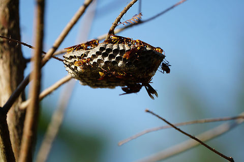 Paper Wasps (Polistes major)  Animal,Apocrita,Arthropod,Florida,Geotagged,Hive,Hymenoptera,Insect,Nature,Nest,Orlando,Paper Wasp,Polistes,Polistes major,Polistes major major,Polistinae,Shadow Bay Park,United States,United States of America,Vespidae