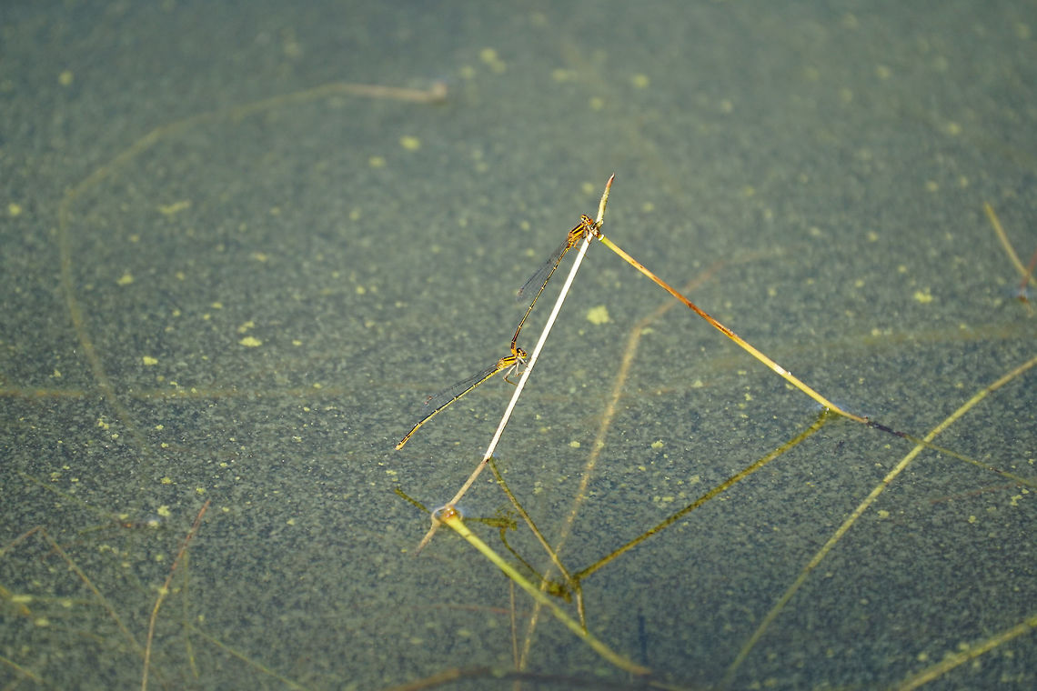 Orange Bluets (Enallagma signatum)  Animal,Arthropod,Coenagrionidae,Damselfly,Enallagma,Enallagma signatum,Florida,Geotagged,Insect,Mating,Nature,Odonata,Orange bluet,Orlando,Shadow Bay Park,United States,United States of America,Winter,Zygoptera