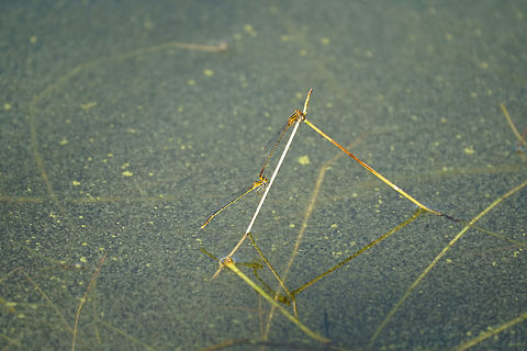 Orange Bluets (Enallagma signatum)  Animal,Arthropod,Coenagrionidae,Damselfly,Enallagma,Enallagma signatum,Florida,Geotagged,Insect,Mating,Nature,Odonata,Orange bluet,Orlando,Shadow Bay Park,United States,United States of America,Winter,Zygoptera