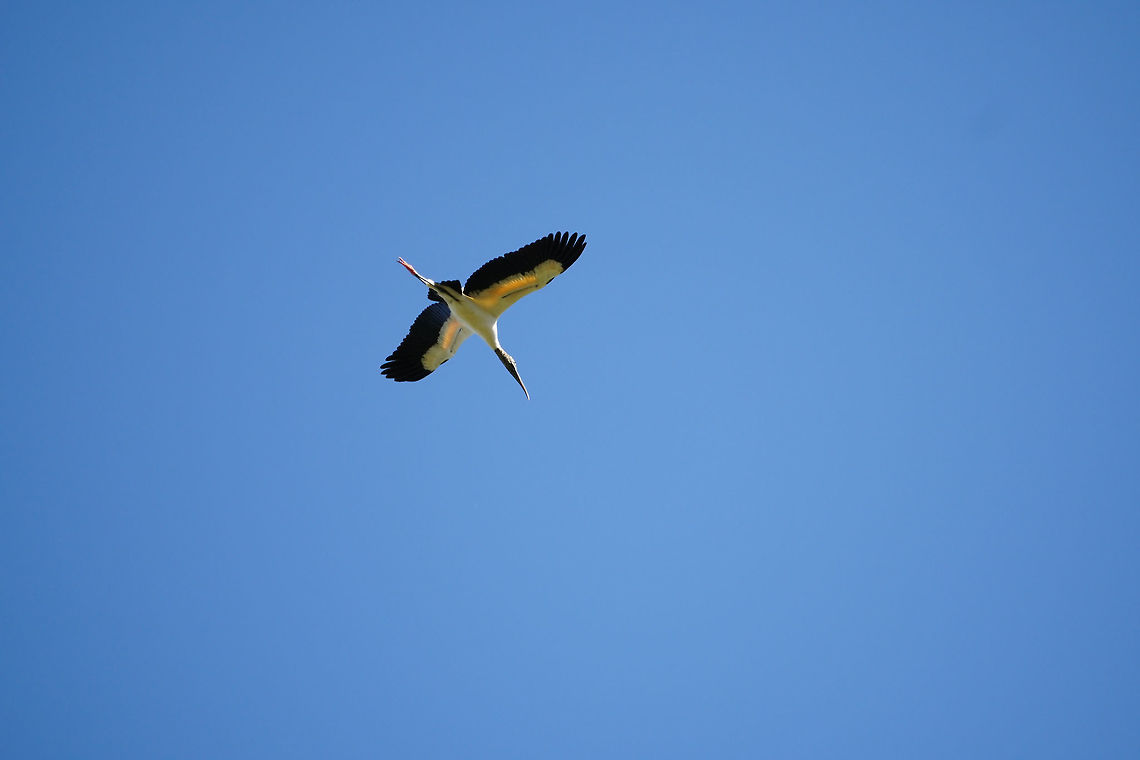 Wood Stork (Mycteria americana)  Animal,Bird,Ciconiidae,Ciconiiformes,Florida,Geotagged,Mycteria,Mycteria americana,Nature,Orlando,Split Oak Forest,Stork,United States,United States of America,Vertebrate,Winter,Wood stork