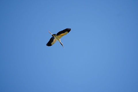 Wood Stork (Mycteria americana)  Animal,Bird,Ciconiidae,Ciconiiformes,Florida,Geotagged,Mycteria,Mycteria americana,Nature,Orlando,Split Oak Forest,Stork,United States,United States of America,Vertebrate,Winter,Wood stork