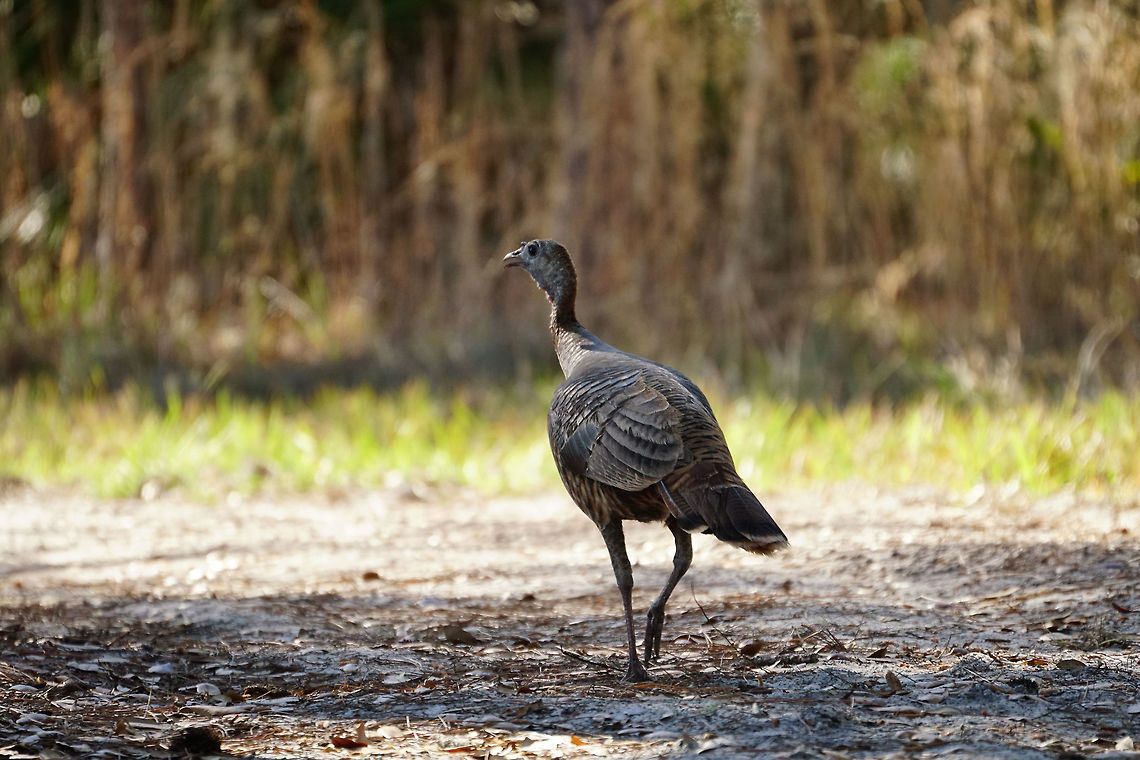 Wild Turkey (Meleagris gallopavo)  Animal,Bird,Florida,Galliformes,Geotagged,Meleagridinae,Meleagris,Meleagris gallopavo,Nature,Orlando,Phasianidae,Split Oak Forest,Turkey,United States,United States of America,Vertebrate,Wild Turkey,Wild turkey,Winter