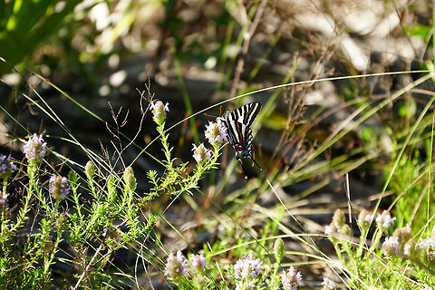 Zebra Swallowtail (Protographium marcellus)  Animal,Arthropod,Butterfly,Florida,Geotagged,Insect,Lepidoptera,Nature,Orlando,Papilionidae,Protographium,Protographium marcellus,Split Oak Forest,Swallowtail butterfly,United States,United States of America,Winter,Zebra Swallowtail,Zebra swallowtail