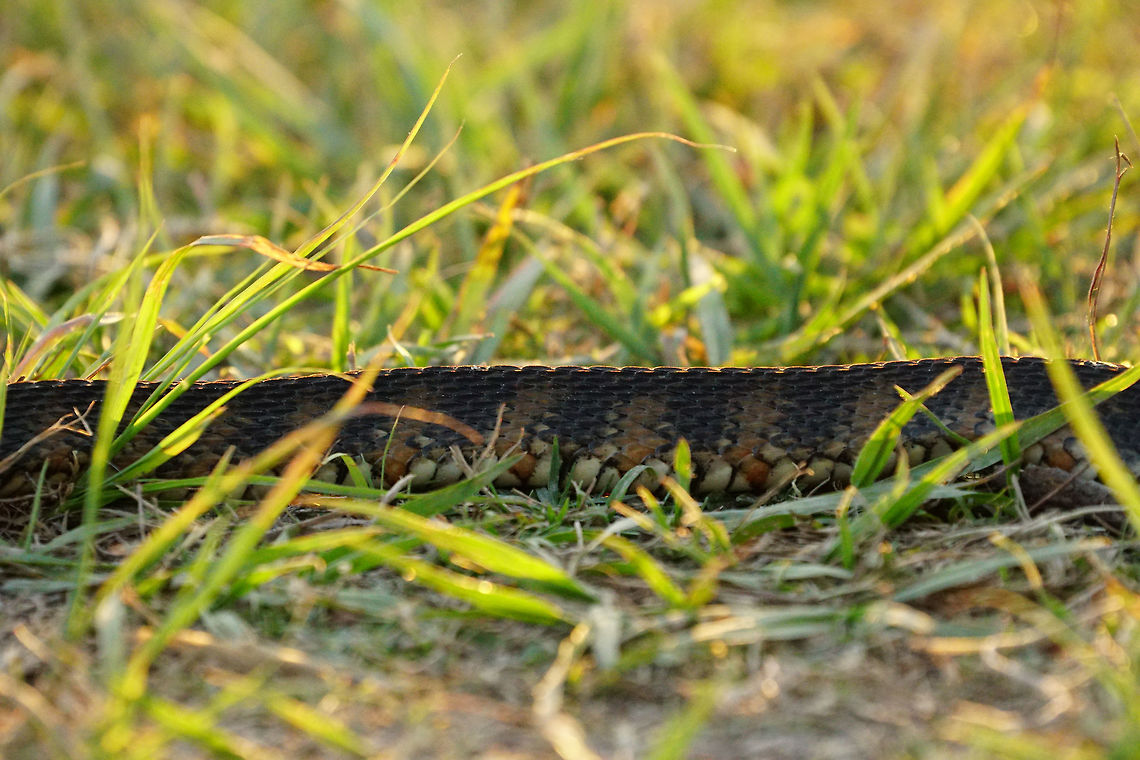 Florida Banded Water Snake (Nerodia fasciata pictiventris)  Animal,Banded water snake,Circle B Bar Reserve,Colubridae,Florida,Florida banded water snake,Geotagged,Lakeland,Natricinae,Nature,Nerodia,Nerodia fasciata,Nerodia fasciata pictiventris,Reptile,Scaled Reptile,Serpentes,Snake,Squamata,United States,United States of America