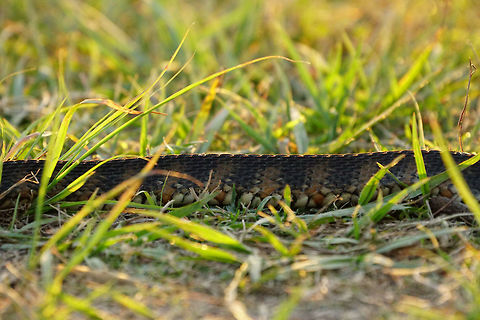 Florida Banded Water Snake (Nerodia fasciata pictiventris)  Animal,Banded water snake,Circle B Bar Reserve,Colubridae,Florida,Florida banded water snake,Geotagged,Lakeland,Natricinae,Nature,Nerodia,Nerodia fasciata,Nerodia fasciata pictiventris,Reptile,Scaled Reptile,Serpentes,Snake,Squamata,United States,United States of America