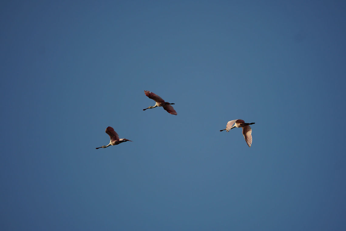 Roseate Spoonbill (Platalea ajaja)  Animal,Bird,Circle B Bar Reserve,Florida,Geotagged,Lakeland,Nature,Pelecaniformes,Platalea,Platalea ajaja,Plataleinae,Roseate Spoonbill,Spoonbill,Threskiornithidae,United States,United States of America,Vertebrate,Winter