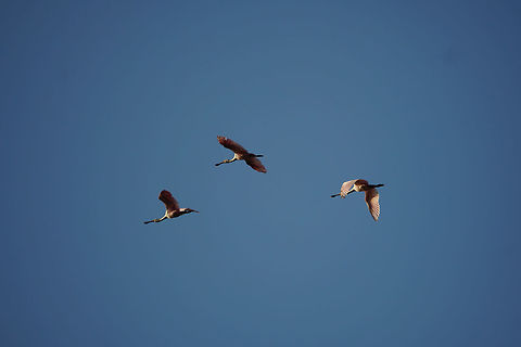 Roseate Spoonbill (Platalea ajaja)  Animal,Bird,Circle B Bar Reserve,Florida,Geotagged,Lakeland,Nature,Pelecaniformes,Platalea,Platalea ajaja,Plataleinae,Roseate Spoonbill,Spoonbill,Threskiornithidae,United States,United States of America,Vertebrate,Winter