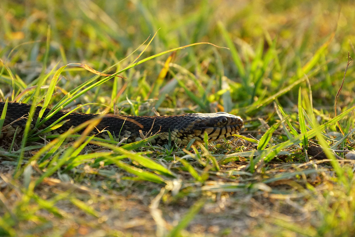 Florida Banded Water Snake (Nerodia fasciata pictiventris)  Animal,Banded water snake,Circle B Bar Reserve,Colubridae,Florida,Florida banded water snake,Geotagged,Lakeland,Natricinae,Nature,Nerodia,Nerodia fasciata,Nerodia fasciata pictiventris,Reptile,Scaled Reptile,Serpentes,Snake,Squamata,United States,United States of America