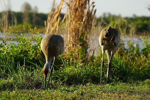 Sandhill Crane (Grus canadensis)  Animal,Bird,Circle B Bar Reserve,Crane,Florida,Geotagged,Gruidae,Gruiformes,Grus,Grus canadensis,Lakeland,Nature,Sandhill Crane,United States,United States of America,Vertebrate,Winter