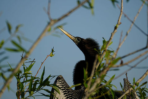 Anhinga  Anhinga,Anhinga anhinga,Anhingidae,Animal,Bird,Circle B Bar Reserve,Darter,Florida,Geotagged,Lakeland,Nature,Snakebird,Suliformes,United States,United States of America,Vertebrate,Winter
