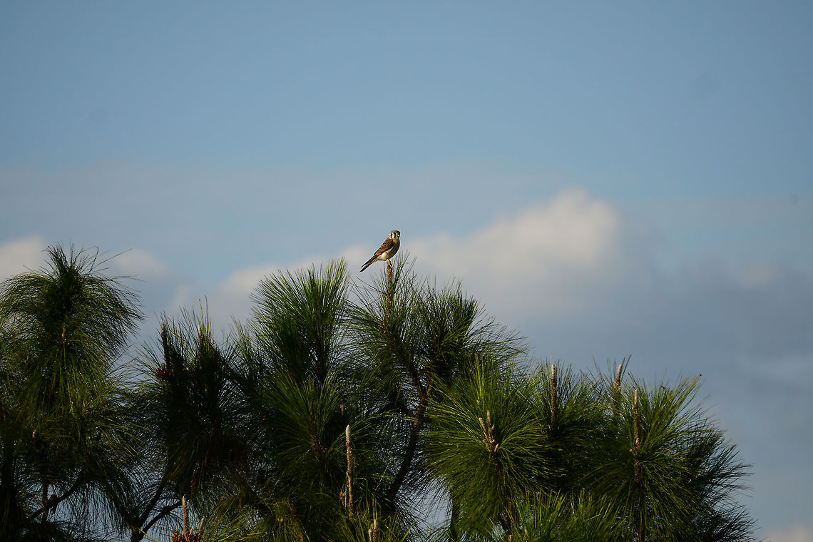 American Kestrel (Falco sparverius)  American Kestrel,Animal,Bird,Circle B Bar Reserve,Falco,Falco sparverius,Falcon,Falconidae,Falconiformes,Florida,Geotagged,Lakeland,Nature,United States,United States of America,Vertebrate,Winter