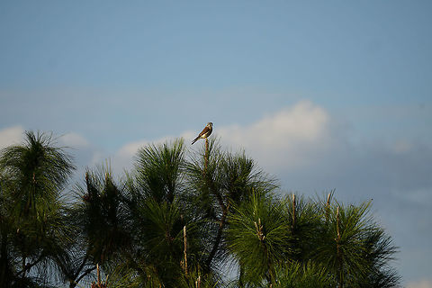 American Kestrel (Falco sparverius)  American Kestrel,Animal,Bird,Circle B Bar Reserve,Falco,Falco sparverius,Falcon,Falconidae,Falconiformes,Florida,Geotagged,Lakeland,Nature,United States,United States of America,Vertebrate,Winter