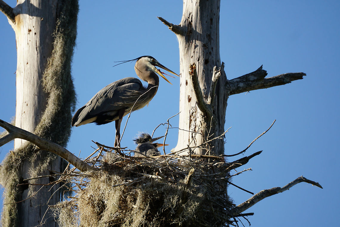 Great Blue Heron with young (Ardea herodias)  Animal,Ardea,Ardea herodias,Ardeidae,Bird,Bird Nest,Circle B Bar Reserve,Florida,Geotagged,Great Blue Heron,Great blue heron,Heron,Juvenile,Lakeland,Nature,Nest,Pelecaniformes,United States,United States of America,Vertebrate