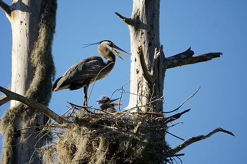 Great Blue Heron with young (Ardea herodias)  Animal,Ardea,Ardea herodias,Ardeidae,Bird,Bird Nest,Circle B Bar Reserve,Florida,Geotagged,Great Blue Heron,Great blue heron,Heron,Juvenile,Lakeland,Nature,Nest,Pelecaniformes,United States,United States of America,Vertebrate