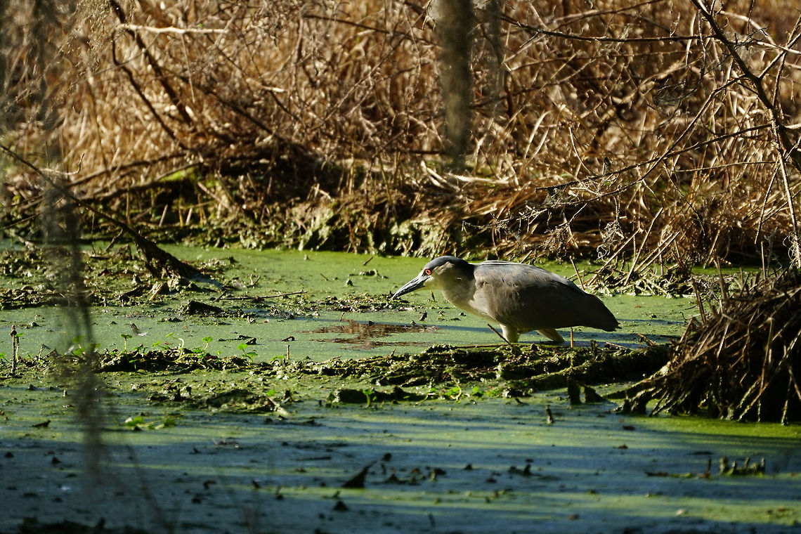 Black-crowned Night Heron (Nycticorax nycticorax)  Animal,Ardeidae,Bird,Black-crowned night heron,Circle B Bar Reserve,Florida,Geotagged,Heron,Lakeland,Nature,Night Heron,Nycticorax,Nycticorax nycticorax,Pelecaniformes,United States,United States of America,Vertebrate,Winter