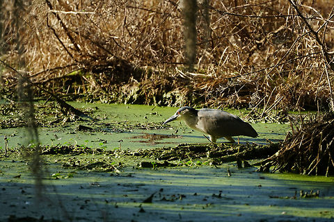 Black-crowned Night Heron (Nycticorax nycticorax)  Animal,Ardeidae,Bird,Black-crowned night heron,Circle B Bar Reserve,Florida,Geotagged,Heron,Lakeland,Nature,Night Heron,Nycticorax,Nycticorax nycticorax,Pelecaniformes,United States,United States of America,Vertebrate,Winter