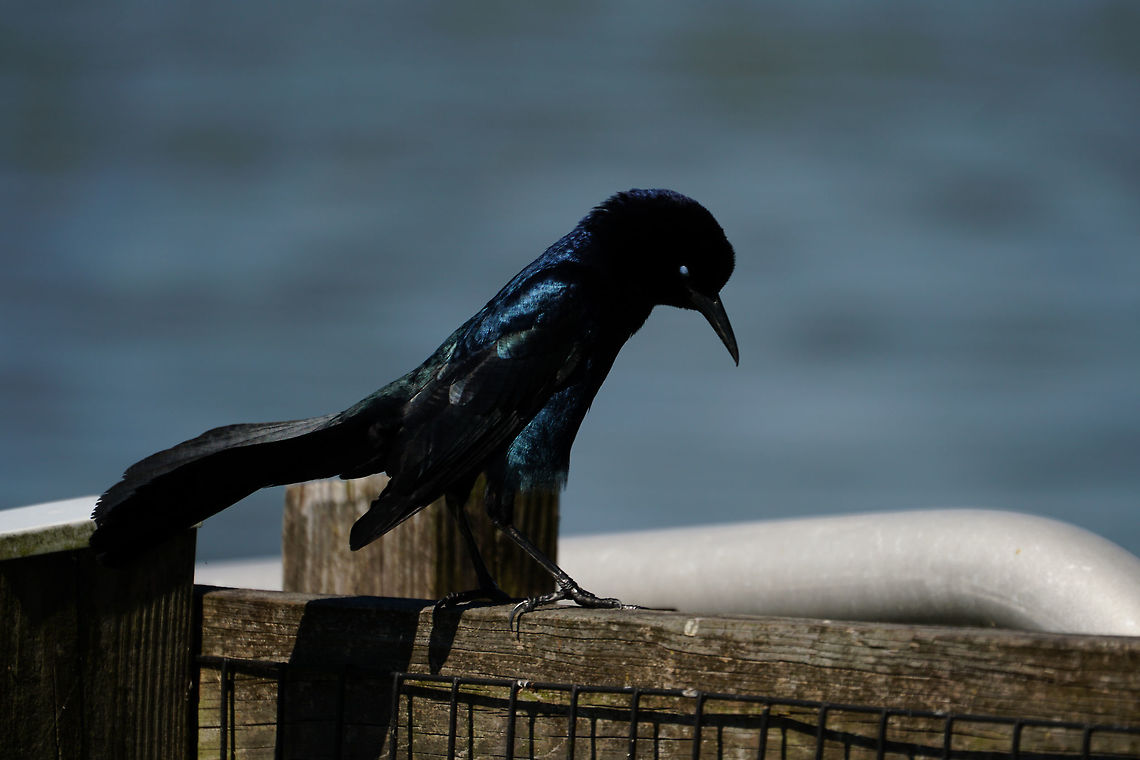 Boat-tailed Grackle (Quiscalus major) Male dancing around to try and attract a mate (and doing his best to look freaky by blinking while I&#039;m taking his photo). Adult,Animal,Bird,Boat-tailed Grackle,Florida,Geotagged,Grackle,Icteridae,Lake Apopka,Nature,Oakland Nature Preserve,Orlando,Passeri,Passeriformes,Perching Bird,Quiscalus,Quiscalus major,Songbird,United States,United States of America