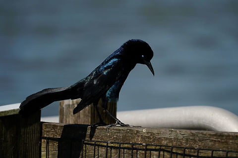 Boat-tailed Grackle (Quiscalus major) Male dancing around to try and attract a mate (and doing his best to look freaky by blinking while I'm taking his photo). Adult,Animal,Bird,Boat-tailed Grackle,Florida,Geotagged,Grackle,Icteridae,Lake Apopka,Nature,Oakland Nature Preserve,Orlando,Passeri,Passeriformes,Perching Bird,Quiscalus,Quiscalus major,Songbird,United States,United States of America