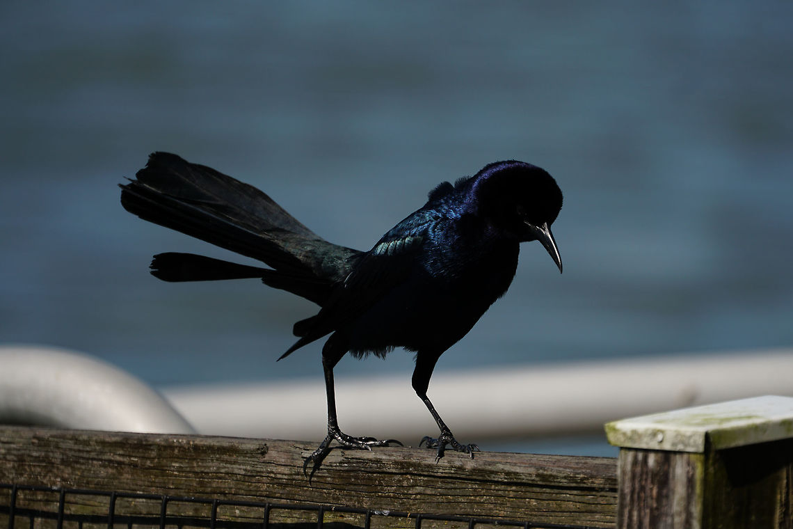 Boat-tailed Grackle (Quiscalus major) Male dancing around to try and attract a mate. Adult,Animal,Bird,Boat-tailed Grackle,Florida,Geotagged,Grackle,Icteridae,Lake Apopka,Nature,Oakland Nature Preserve,Orlando,Passeri,Passeriformes,Perching Bird,Quiscalus,Quiscalus major,Songbird,United States,United States of America