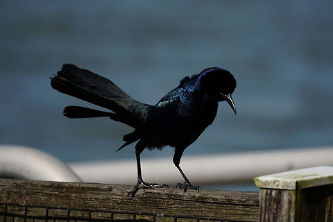 Boat-tailed Grackle (Quiscalus major) Male dancing around to try and attract a mate. Adult,Animal,Bird,Boat-tailed Grackle,Florida,Geotagged,Grackle,Icteridae,Lake Apopka,Nature,Oakland Nature Preserve,Orlando,Passeri,Passeriformes,Perching Bird,Quiscalus,Quiscalus major,Songbird,United States,United States of America